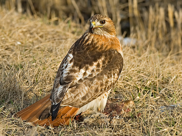 Buteo jamaicensis  RED-TAILED HAWK 6021674z