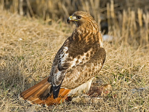 Buteo jamaicensis  RED-TAILED HAWK 6021671z