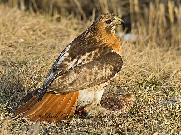 Buteo jamaicensis  RED-TAILED HAWK 6021670z