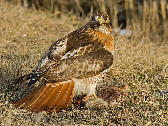 Buteo jamaicensis  RED-TAILED HAWK 6021668z