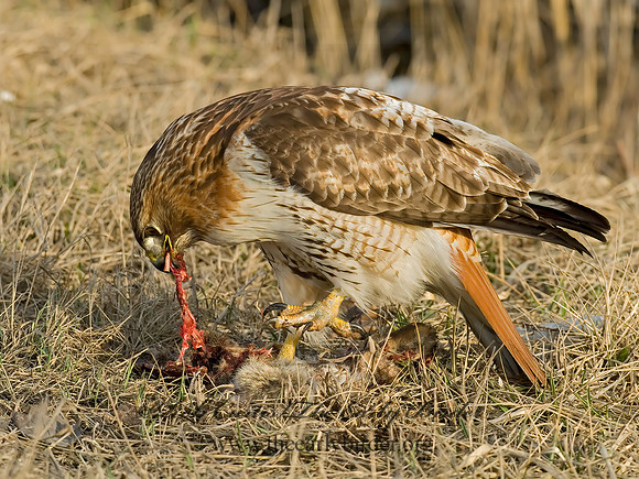 Buteo jamaicensis  RED-TAILED HAWK 6021666z