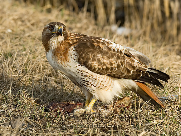 Buteo jamaicensis  RED-TAILED HAWK 6021662z