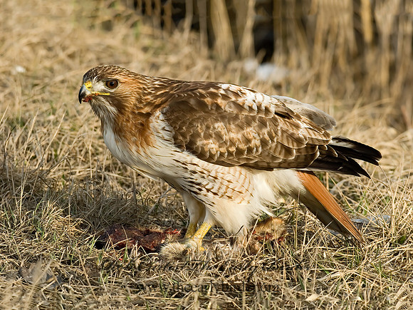 Buteo jamaicensis  RED-TAILED HAWK 6021661z