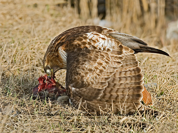 Buteo jamaicensis  RED-TAILED HAWK 6021658z