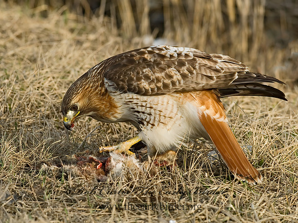 Buteo jamaicensis  RED-TAILED HAWK 6021646z