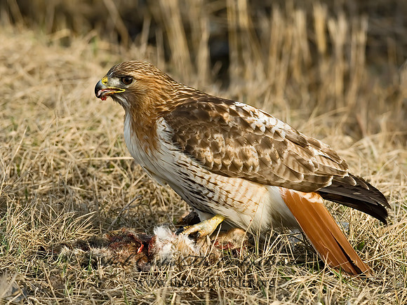 Buteo jamaicensis  RED-TAILED HAWK 6021643z