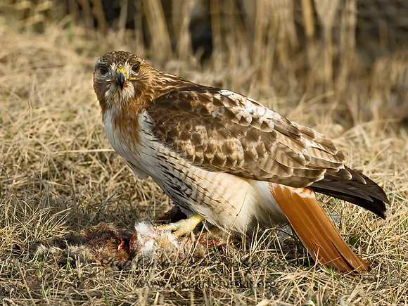 Buteo jamaicensis  RED-TAILED HAWK 6021641z