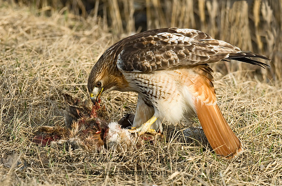 Buteo jamaicensis  RED-TAILED HAWK 6021636z
