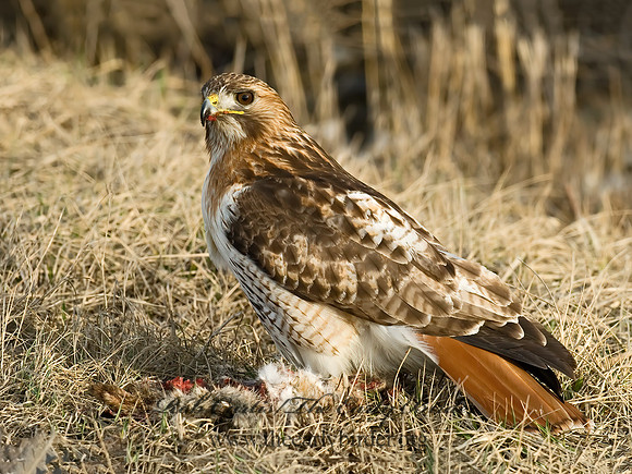 Buteo jamaicensis  RED-TAILED HAWK 6021635z