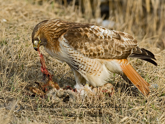 Buteo jamaicensis  RED-TAILED HAWK 6021632z