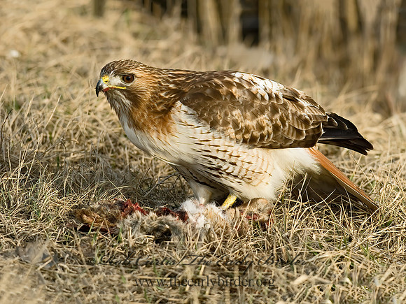 Buteo jamaicensis  RED-TAILED HAWK 6021623z