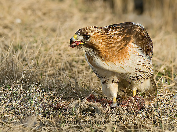 Buteo jamaicensis  RED-TAILED HAWK 6021608z