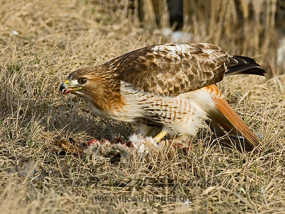Buteo jamaicensis  RED-TAILED HAWK 6021630z