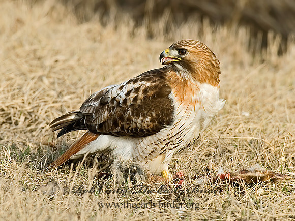 Buteo jamaicensis  RED-TAILED HAWK 6021585z