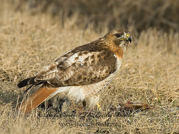 Buteo jamaicensis  RED-TAILED HAWK 6021572z