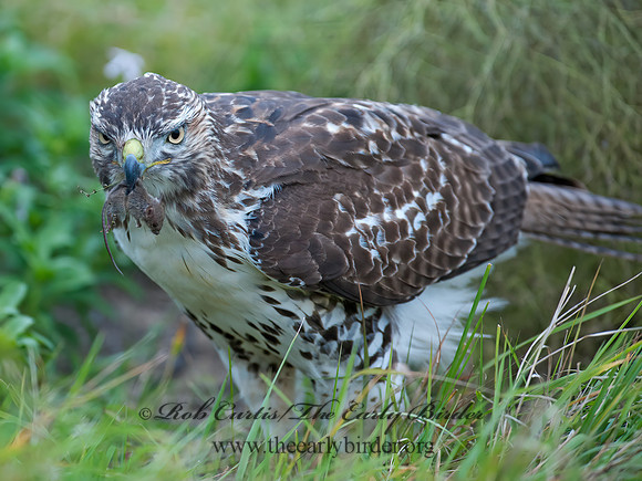 Buteo jamaicensis  RED-TAILED HAWK 8029346z