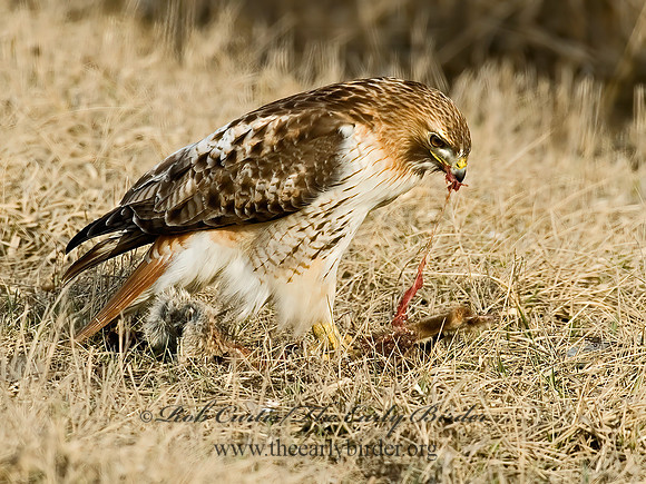 Buteo jamaicensis  RED-TAILED HAWK 6021552z
