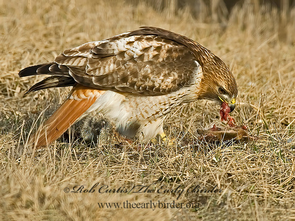 Buteo jamaicensis  RED-TAILED HAWK 6021545z