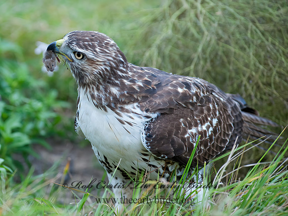 Buteo jamaicensis  RED-TAILED HAWK 8029341z
