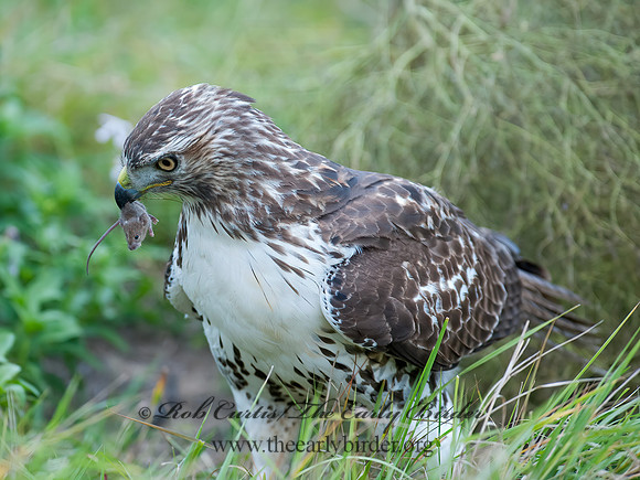 Buteo jamaicensis  RED-TAILED HAWK 8029340z