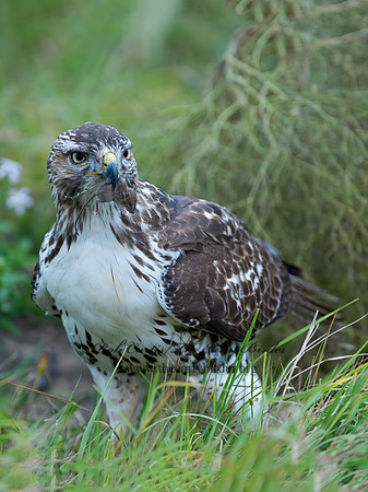 Buteo jamaicensis  RED-TAILED HAWK 8029338z