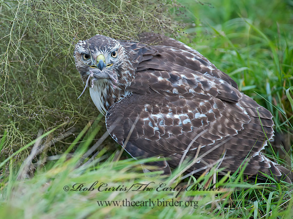 Buteo jamaicensis  RED-TAILED HAWK 8029334z