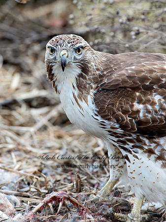 Buteo jamaicensis  RED-TAILED HAWK 9020766z