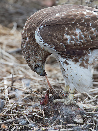 Buteo jamaicensis  RED-TAILED HAWK 9020740z