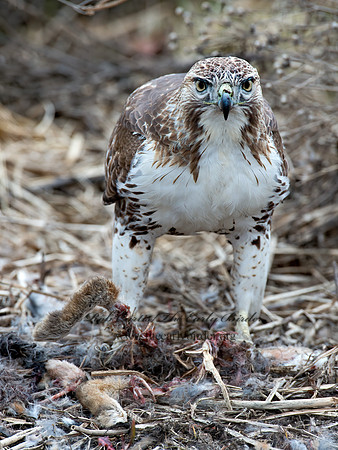 Buteo jamaicensis  RED-TAILED HAWK 9020771z