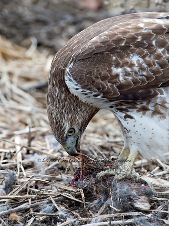 Buteo jamaicensis  RED-TAILED HAWK 9020739z
