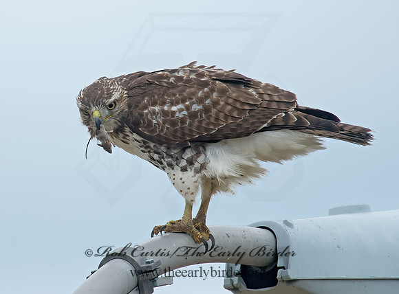 Buteo jamaicensis  RED-TAILED HAWK 9005925z