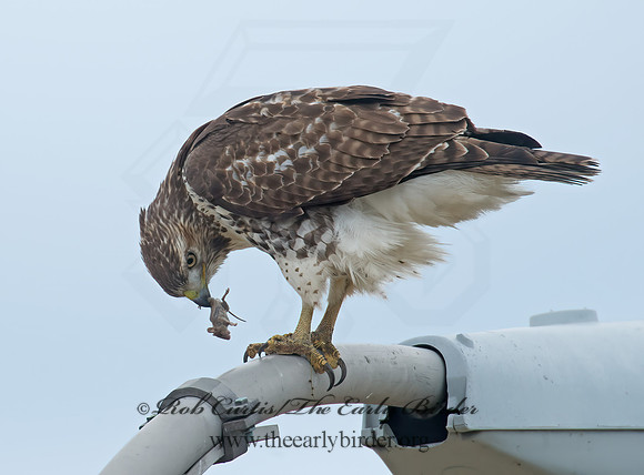 Buteo jamaicensis  RED-TAILED HAWK 9005922z