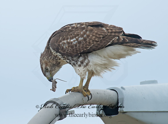 Buteo jamaicensis  RED-TAILED HAWK 9005921z
