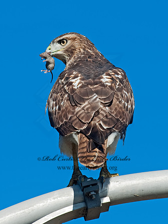 Buteo jamaicensis  RED-TAILED HAWK 8027075z