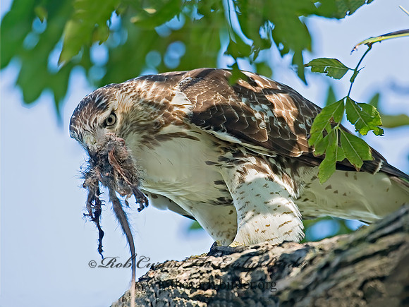 Buteo jamaicensis  RED-TAILED HAWK 7013057z