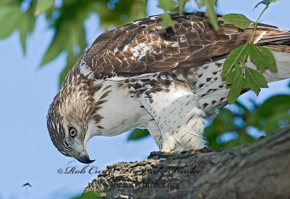 Buteo jamaicensis  RED-TAILED HAWK 7013050z