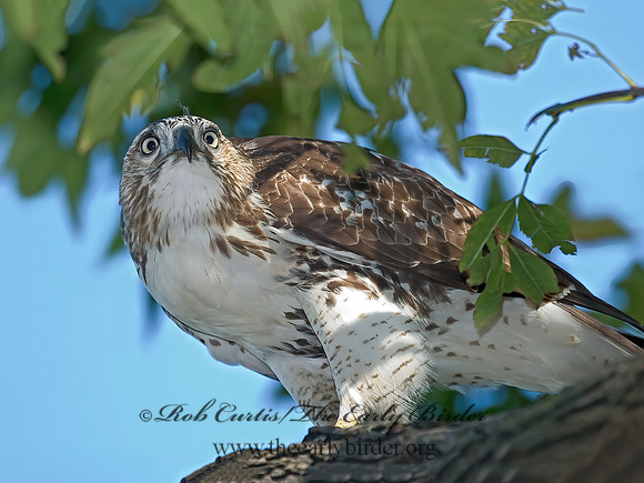 Buteo jamaicensis  RED-TAILED HAWK 7013047z