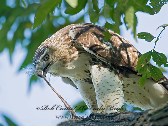 Buteo jamaicensis  RED-TAILED HAWK 7013042z