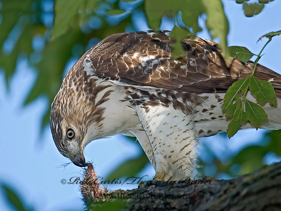Buteo jamaicensis  RED-TAILED HAWK 7013040z