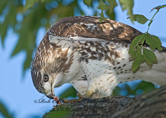 Buteo jamaicensis  RED-TAILED HAWK 7013036z
