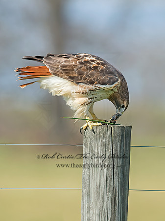 Buteo jamaicensis  RED-TAILED HAWK 6035181z