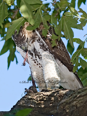 Buteo jamaicensis  RED-TAILED HAWK 6028090z