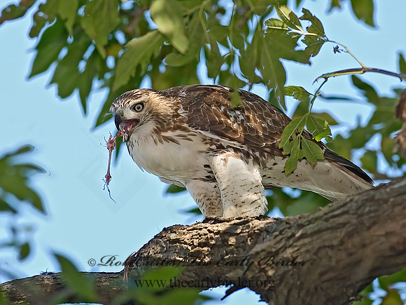 Buteo jamaicensis  RED-TAILED HAWK 6028088z