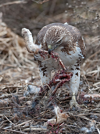 Buteo jamaicensis  RED-TAILED HAWK 8032678z