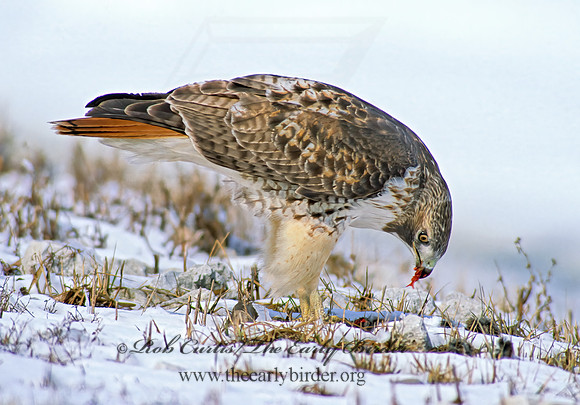 Buteo jamaicensis  RED-TAILED HAWK 36823z