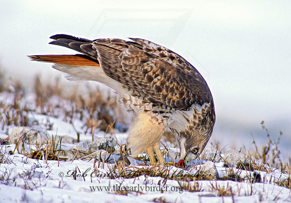 Buteo jamaicensis  RED-TAILED HAWK 36822z