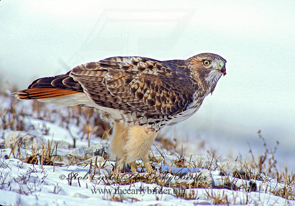 Buteo jamaicensis  RED-TAILED HAWK 36819z
