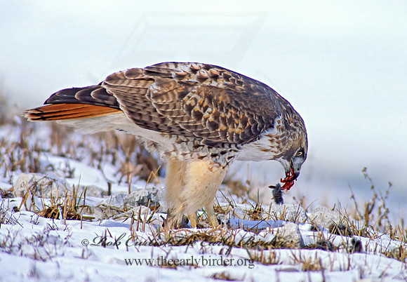 Buteo jamaicensis  RED-TAILED HAWK 36817z