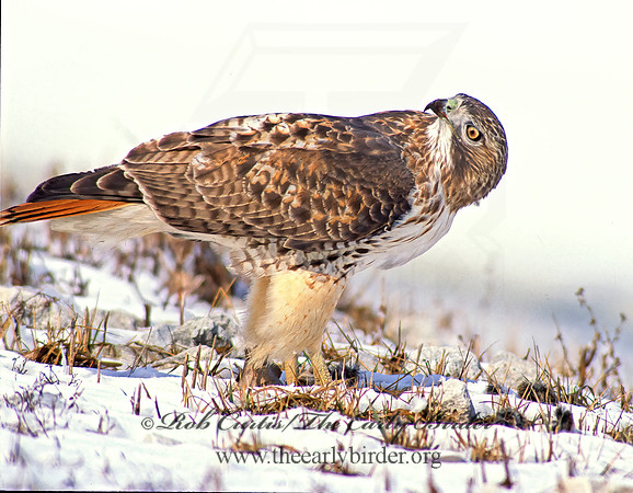 Buteo jamaicensis  RED-TAILED HAWK 36816z