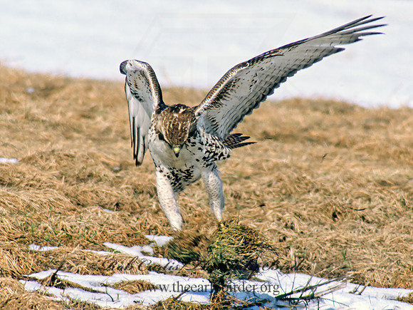 Buteo jamaicensis  RED-TAILED HAWK 36529z